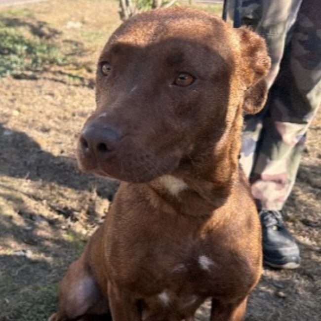 Sita - Chien à adopter