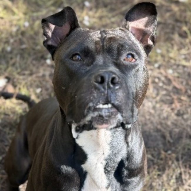 Boris - Chien à adopter
