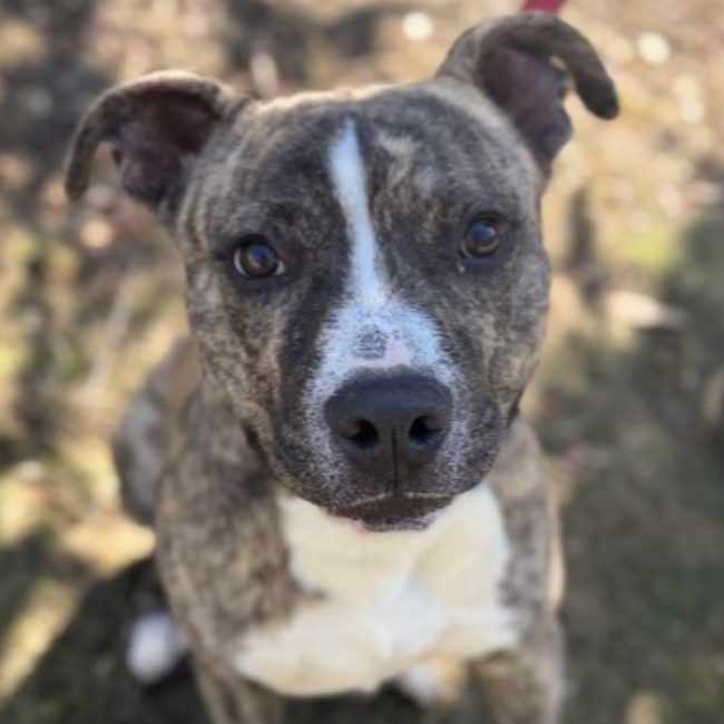 Morty - Chien à adopter