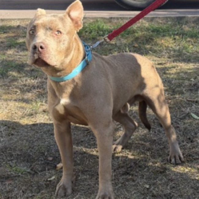 Rick - Chien à adopter