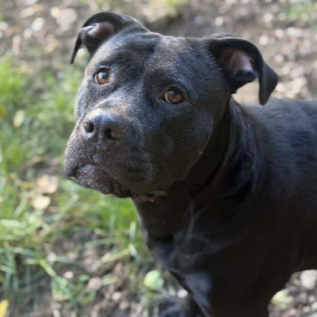 Beta kalba - Chien à adopter