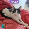 NAYA