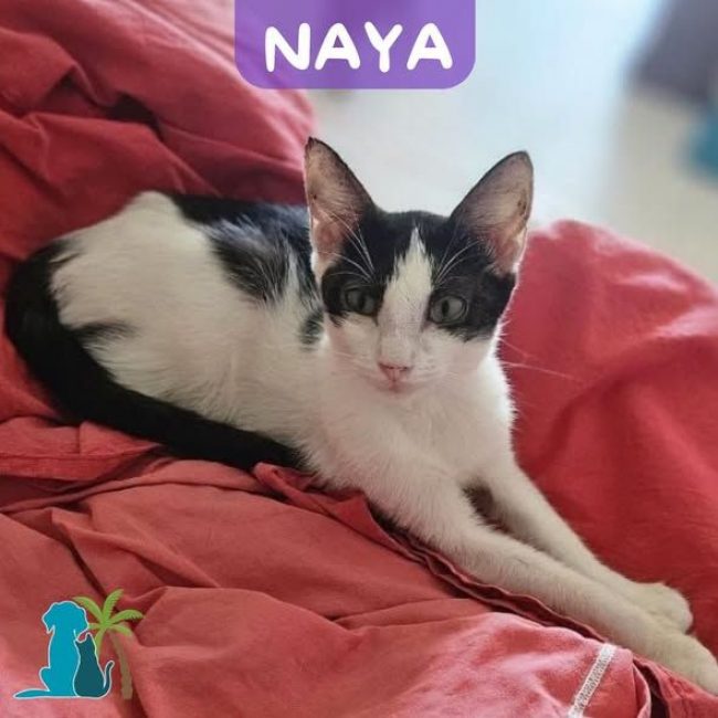 NAYA
