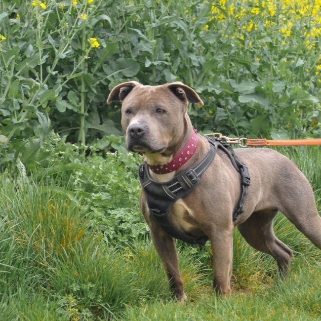 Guilia - Chien à adopter