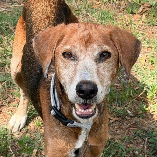 Aloe - Chien Beagle à adopter