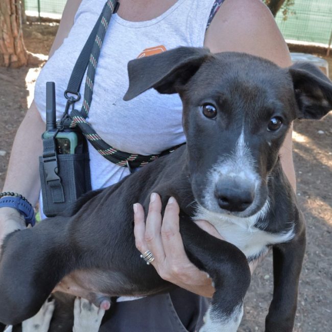 Ugolin - Chien Berger à adopter