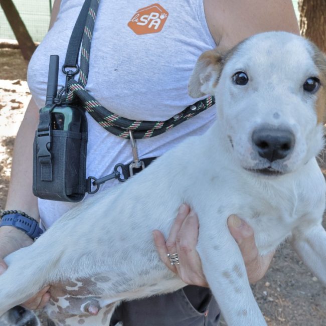 Florette - Chien Berger à adopter
