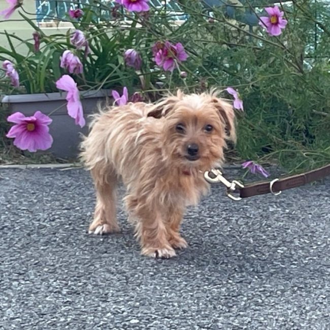 Del - Chien à adopter