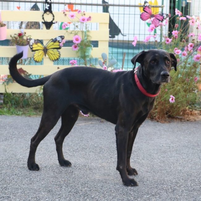 Ghost - Chien à adopter