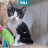 BILL