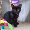 BAT