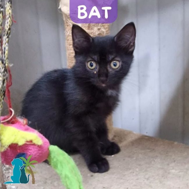 BAT
