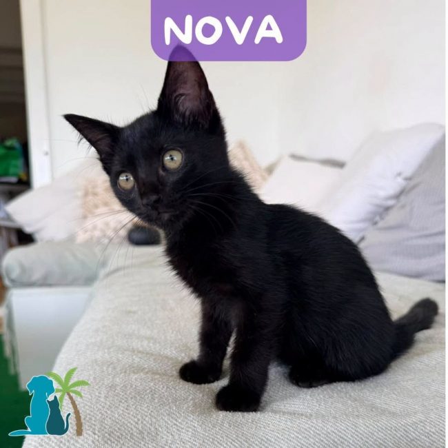 NOVA