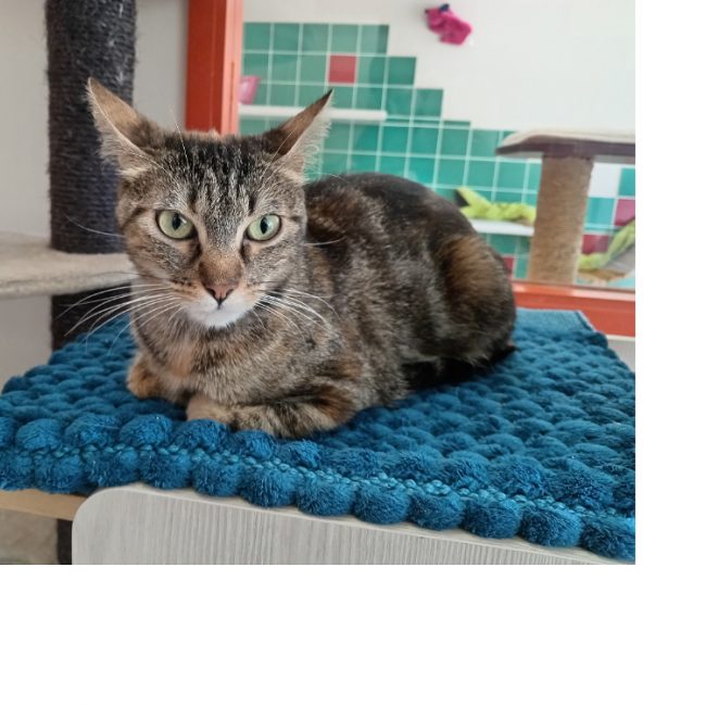 Merida - Chat Européen à adopter