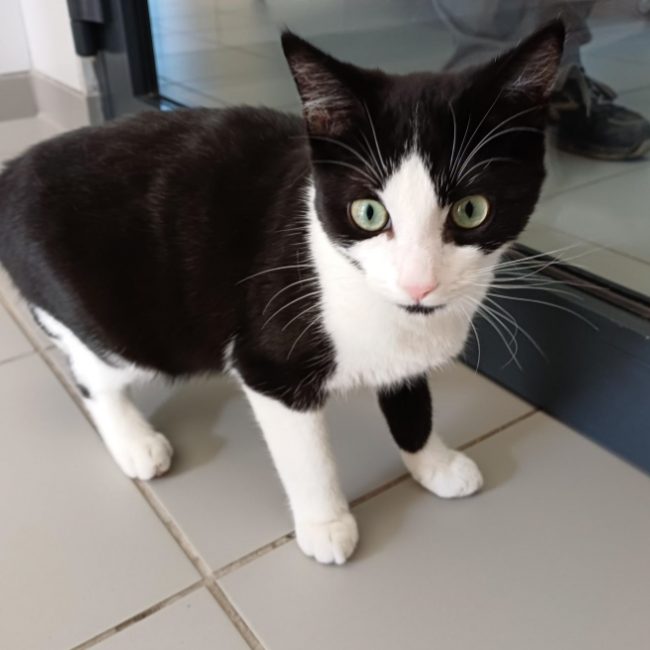 Tim - Chat Européen à adopter