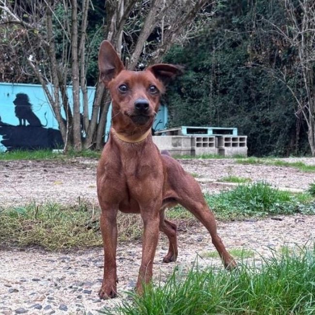 Farfadet - Chien Pinscher Nain à adopter