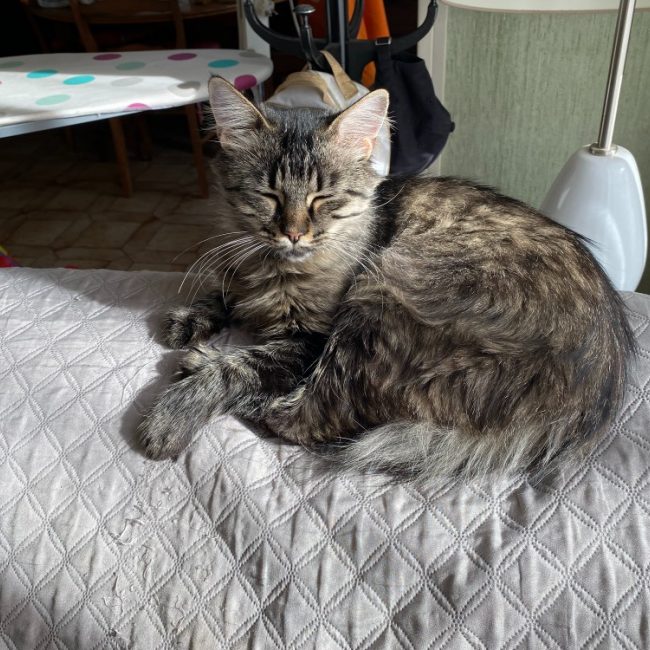 Bella - Chat Européen à adopter