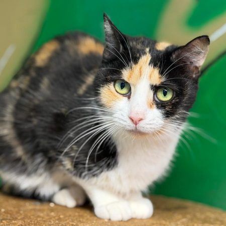 Ursula - Chat Européen à adopter