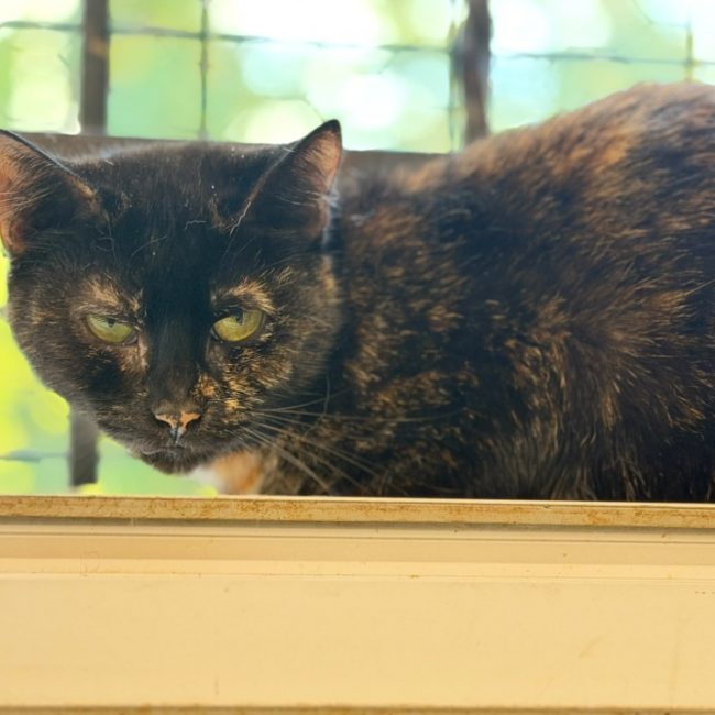 Banshee - Chat Européen à adopter