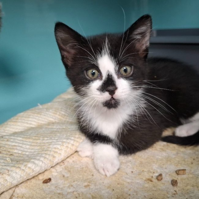 Oreo - Chat Européen à adopter