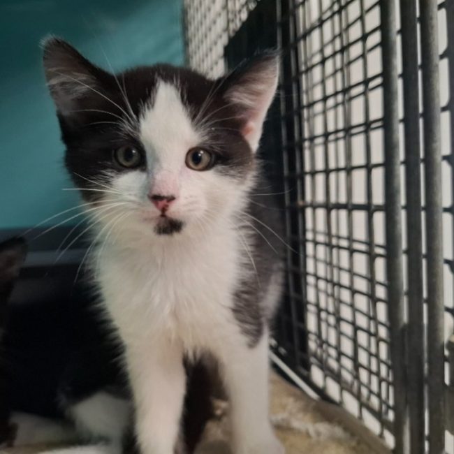 Kiwi - Chat Européen à adopter