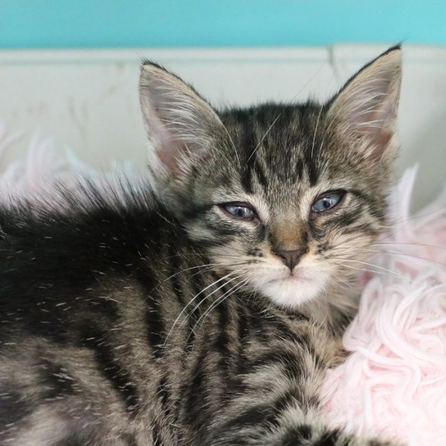 Tiramisu - Chat Européen à adopter