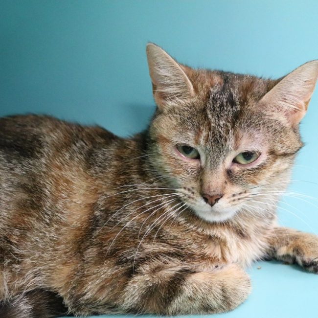 Charlotte - Chat Européen à adopter