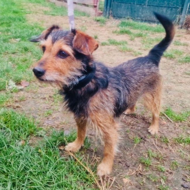 Lucky - Chien à adopter