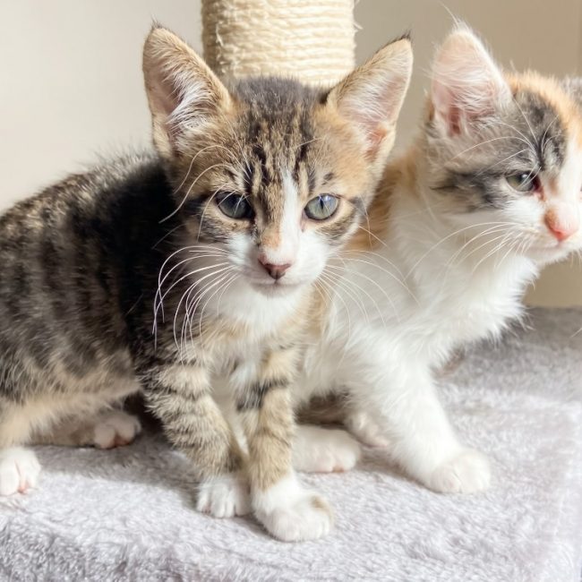 Rose - Chat Européen à adopter