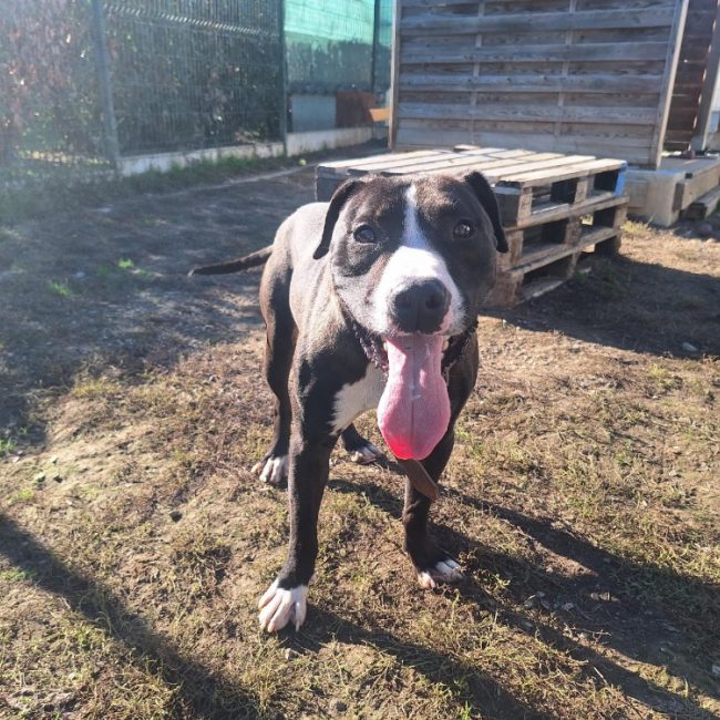 Brandon - Chien à adopter