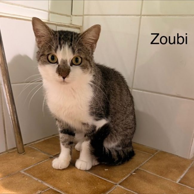 Zoubi - Chat Européen à adopter