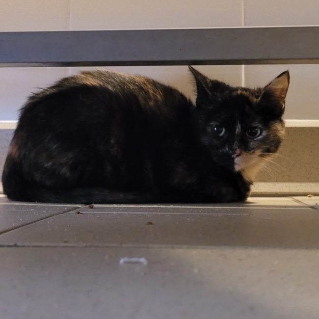 Hinata - Chat Européen à adopter