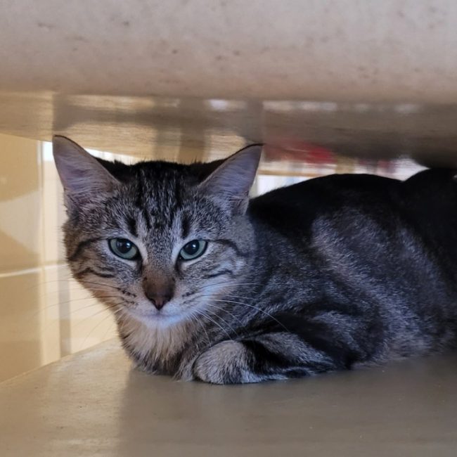 Himawari - Chat Européen à adopter