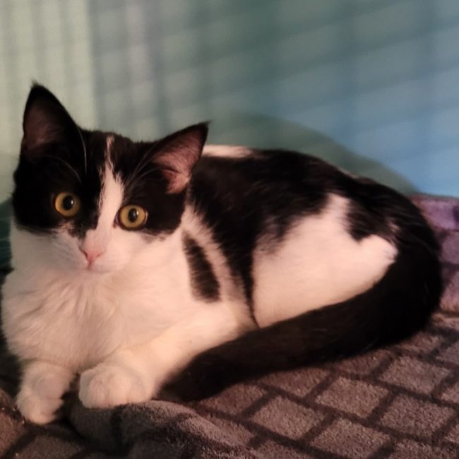 Zephyra - Chat Européen à adopter