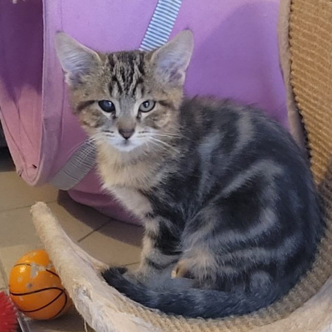 Haku - Chat Européen à adopter