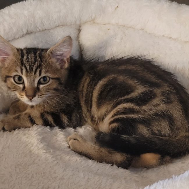 Hamlet - Chat Européen à adopter