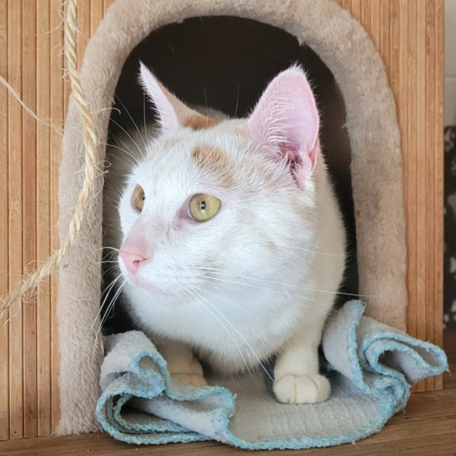 Elmo - Chat Européen à adopter