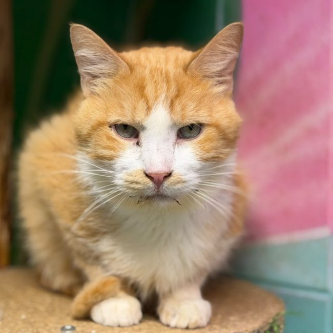 Loulou - Chat Européen à adopter