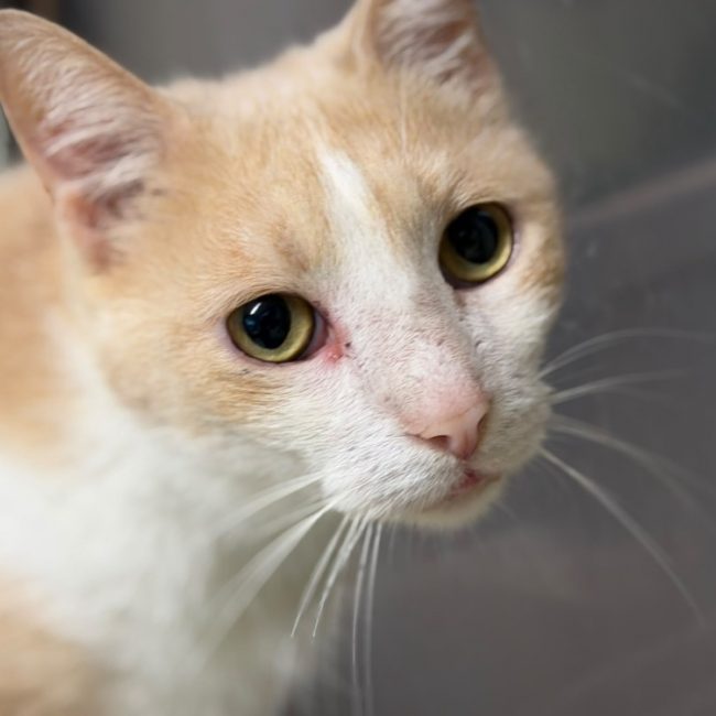 Froussard - Chat Européen à adopter