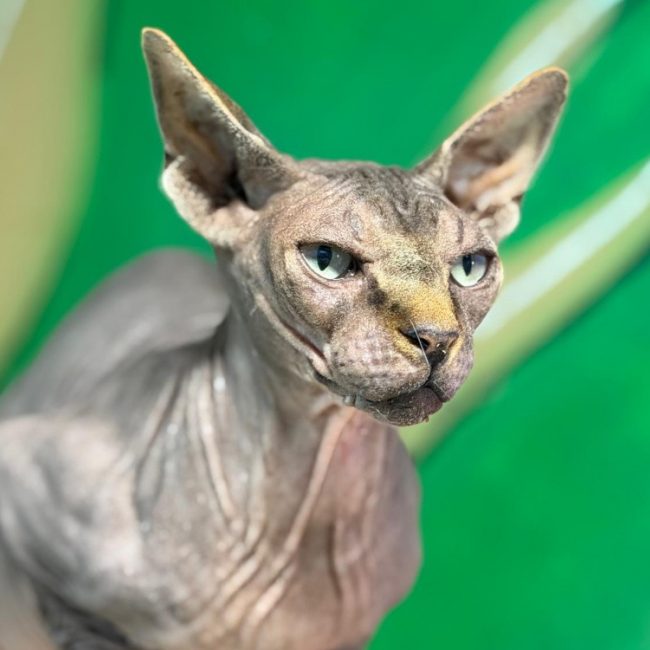 Usiris - Chat Sphynx à adopter
