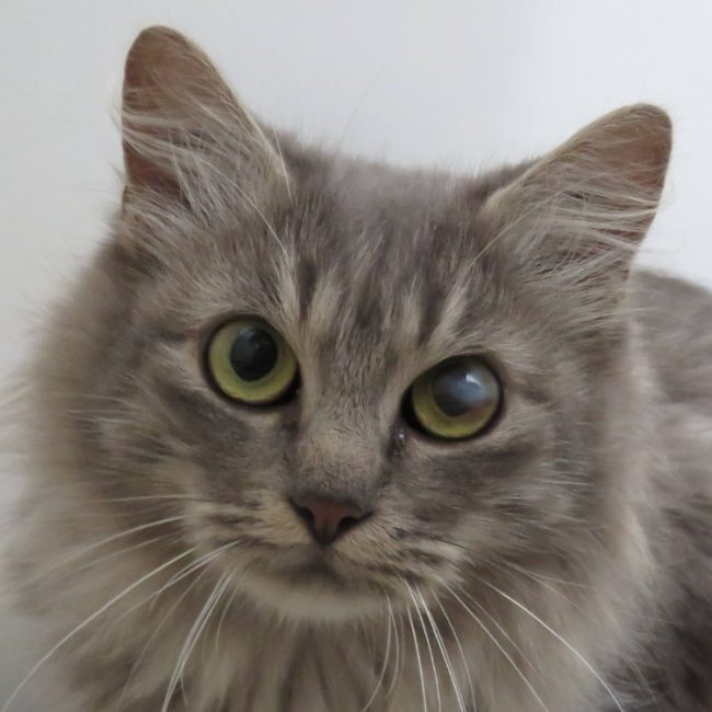 Hestia - Chat Européen à adopter