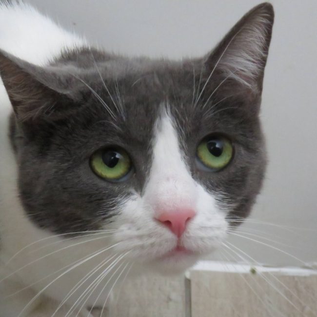 Hera - Chat Européen à adopter
