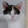 Phebe