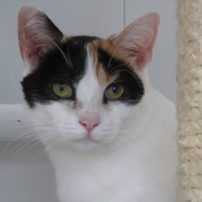 Phebe - Chat Européen à adopter