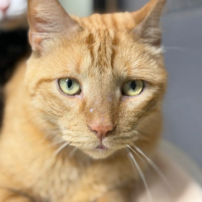 Arthuro - Chat Européen à adopter