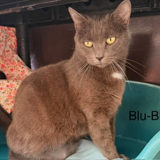 Blu-blu