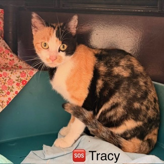 Tracy