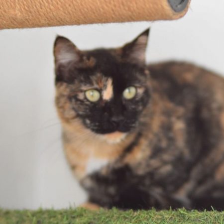 Fiesta - Chat à adopter