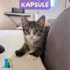 KAPSULE