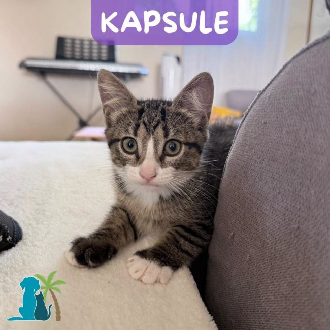KAPSULE
